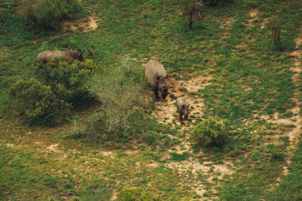 rhinos walking around in the savana